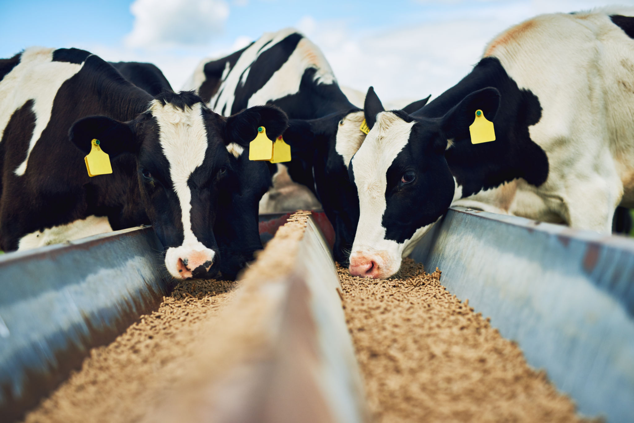 It's only the best for these cows It's only the best for these cows