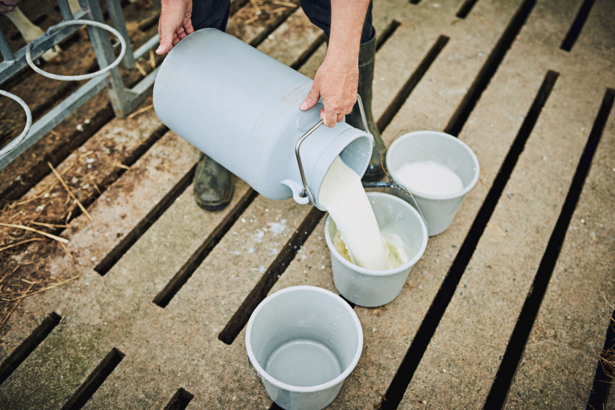 Getting the milk ready for the calves Getting the milk ready for the calves