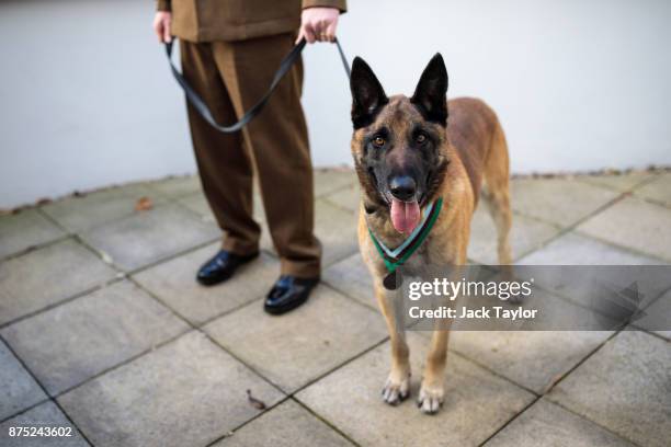 Mali, a Belgian Malinois British Military Working Dog wearing the PDSA Dickin Medal and his handler Corporal Daniel Hatley pose for a photograph at...