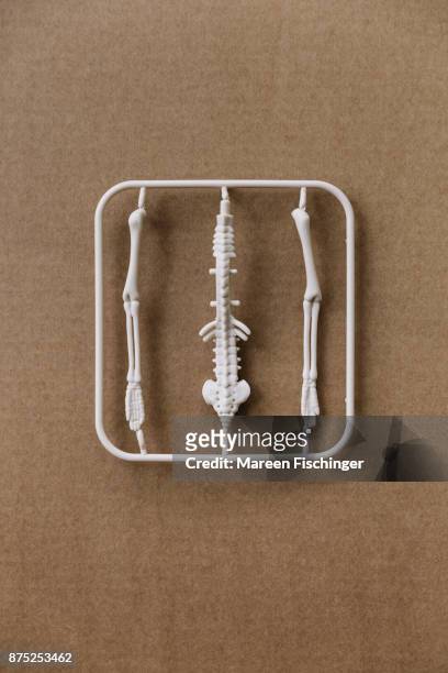 unassembled models of spine and arms of the human body freshly out of the mold - mareen fischinger stock-fotos und bilder
