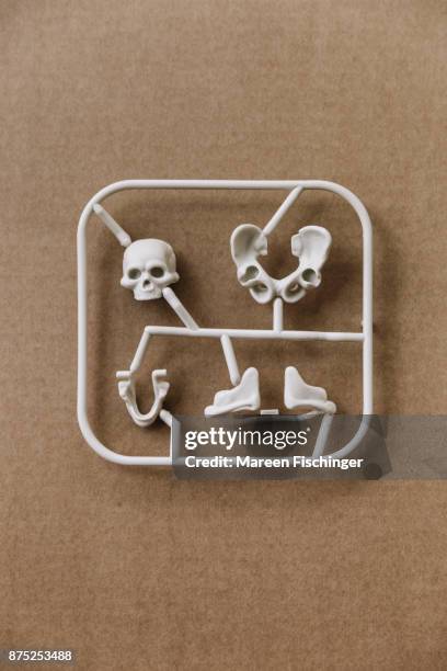 unassembled models of skull, pelvis and hips of the human body freshly out of the mold - mareen fischinger stock pictures, royalty-free photos & images