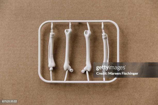 unassembled models of leg bones of the human body freshly out of the mold - mareen fischinger foto e immagini stock