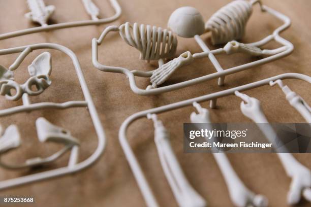 unassembled models of rib cage and other bones of the human body freshly out of the mold - mareen fischinger foto e immagini stock