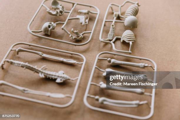 unassembled models of skull and bones of the human body freshly out of the mold - mareen fischinger stock pictures, royalty-free photos & images