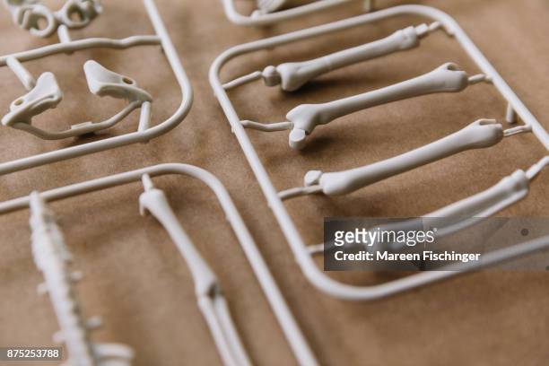 unassembled models of leg bones of the human body freshly out of the mold - mareen fischinger stock pictures, royalty-free photos & images