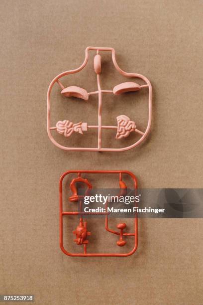 unassembled models of important organs of the human body freshly out of the mold - mareen fischinger foto e immagini stock