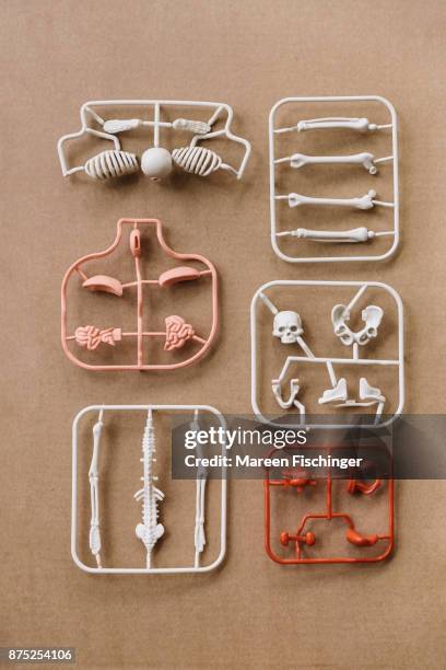 unassembled models of skull, bones and important organs of the human body freshly out of the mold - kit bildbanksfoton och bilder