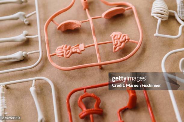 unassembled models of skull, bones and important organs, especially intestines, of the human body freshly out of the mold - mareen fischinger stock pictures, royalty-free photos & images