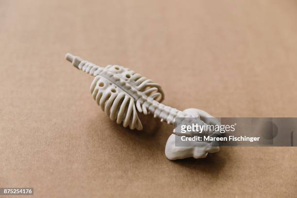 models of spine and pelvis of the human body on cardboard - mareen fischinger stock pictures, royalty-free photos & images