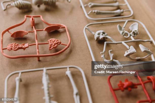 unassembled models of skull, bones and important organs of the human body freshly out of the mold - mareen fischinger stock pictures, royalty-free photos & images