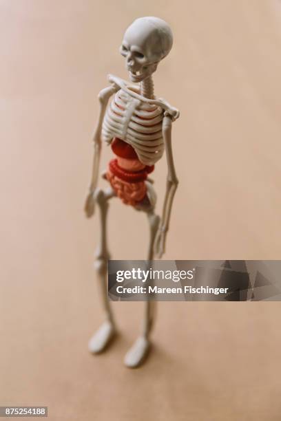 standing up model of human body with bones and organs on cardboard - mareen fischinger foto e immagini stock