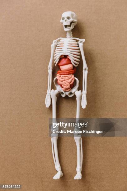 model of human body with bones and organs on cardboard - mareen fischinger foto e immagini stock