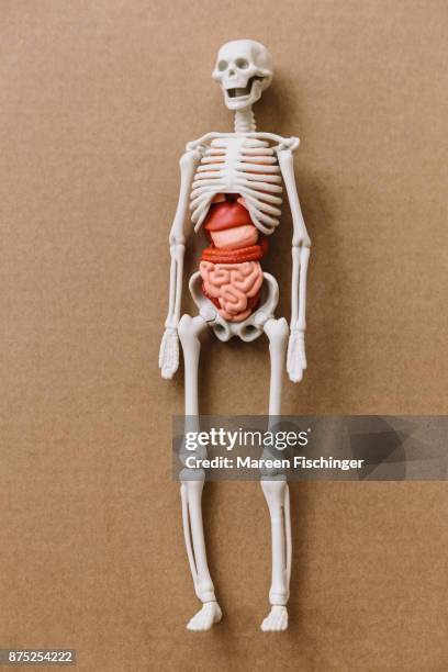 model of human body with bones and organs on cardboard - mareen fischinger stock pictures, royalty-free photos & images