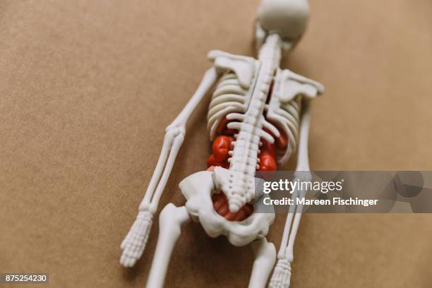 back of a model of human torso with bones and organs on cardboard, focus on spine - mareen fischinger foto e immagini stock