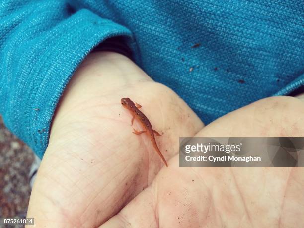little boy and red spotted newt - newt stock pictures, royalty-free photos & images
