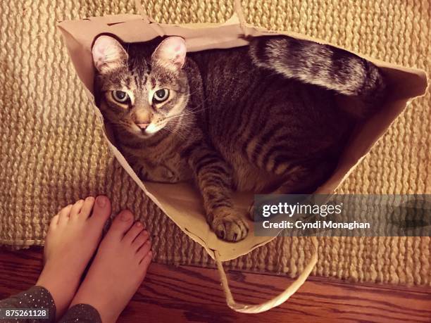 cat in a bag - vastzitten stockfoto's en -beelden