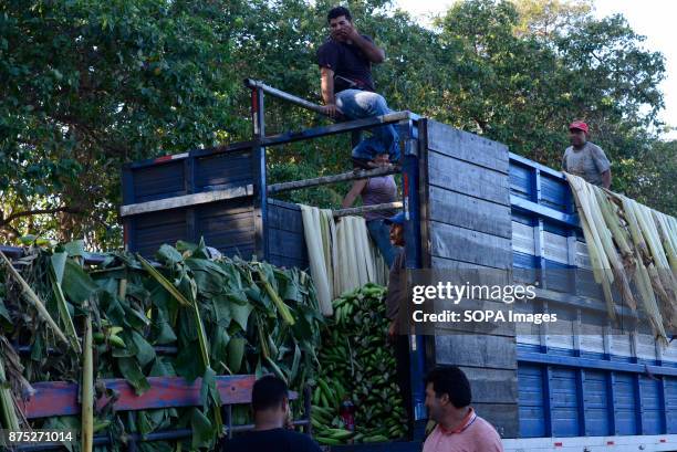 Banana famers seen loading a truck in Moyogalpa. Although Nicaragua struggled to recover from the devastation caused by the civil war of the 1980s,...