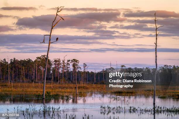 osprey in tree at sunrise, babcock wildlife management area, punta gorda, florida - leben im teich stock-fotos und bilder