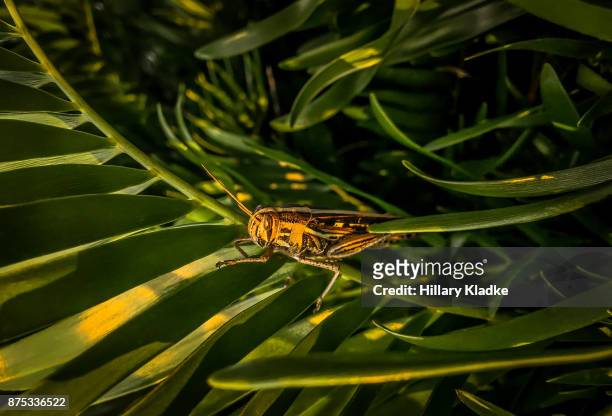 grasshopper on leaf in the sun - lubber grasshopper stock pictures, royalty-free photos & images