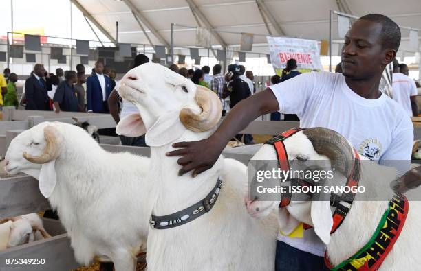 An exhibitor poses with Malian rams at the opening of the fourth International Exhibition of Agriculture and Animal Resources in Abidjan on November...