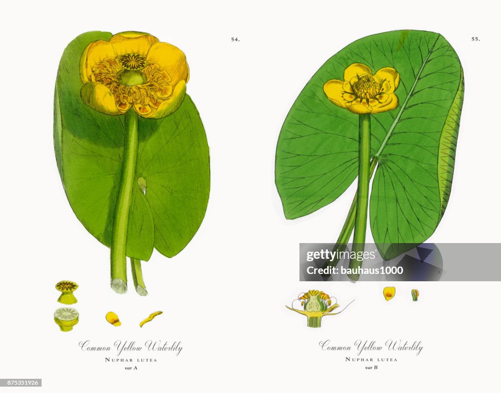 Nénuphar jaune commun, Nuphar lutea, Illustration botanique victorienne, 1863