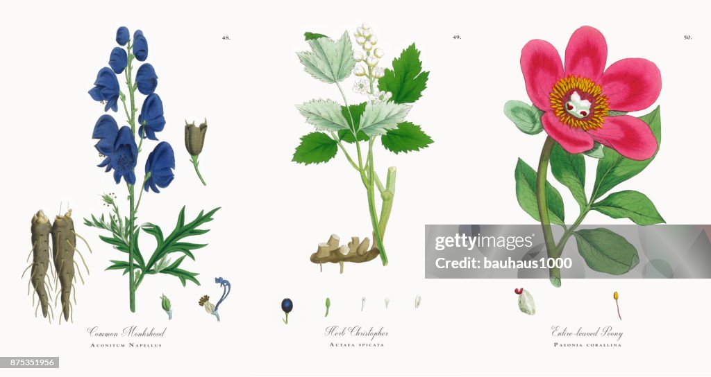 Common Monkshood, Aconitum Napellus, Victorian Botanical Illustration, 1863