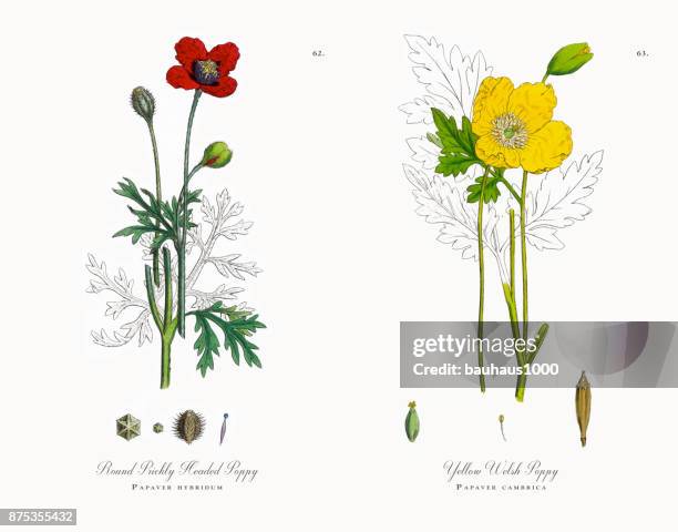 prickly headed poppy, papaver hybridum, victorian botanical illustration, 1863 - papaver hybridum stock illustrations
