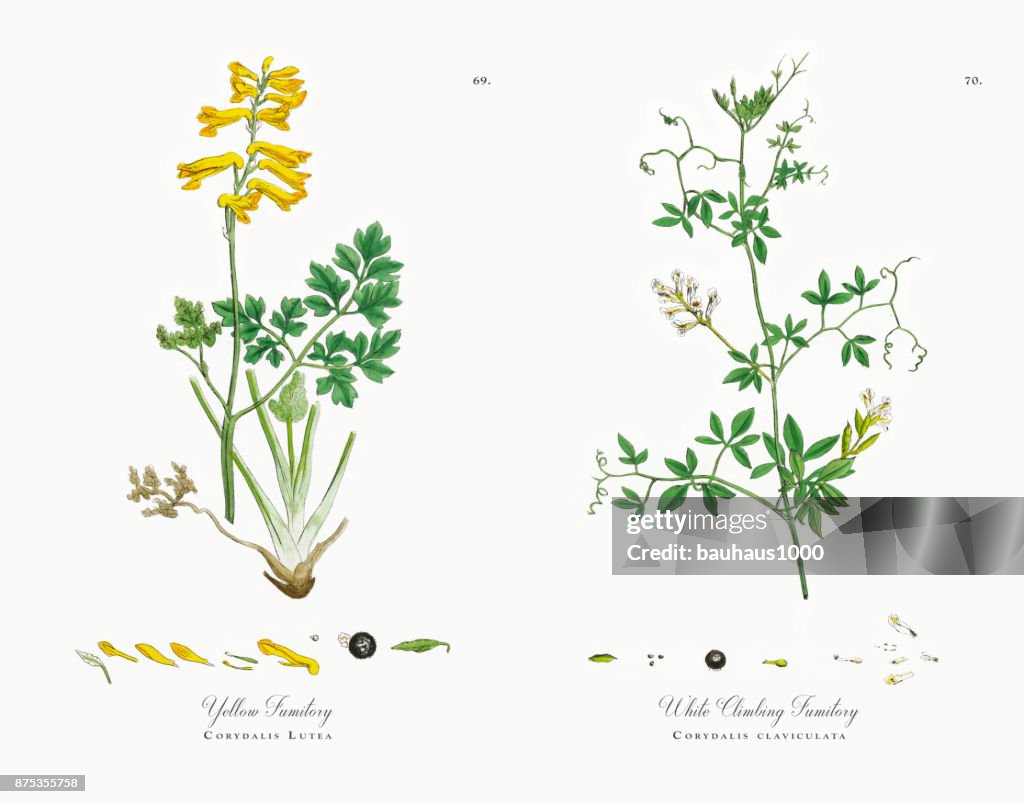 Yellow Fumitory, Corydalis Lutea, Victorian Botanical Illustration, 1863