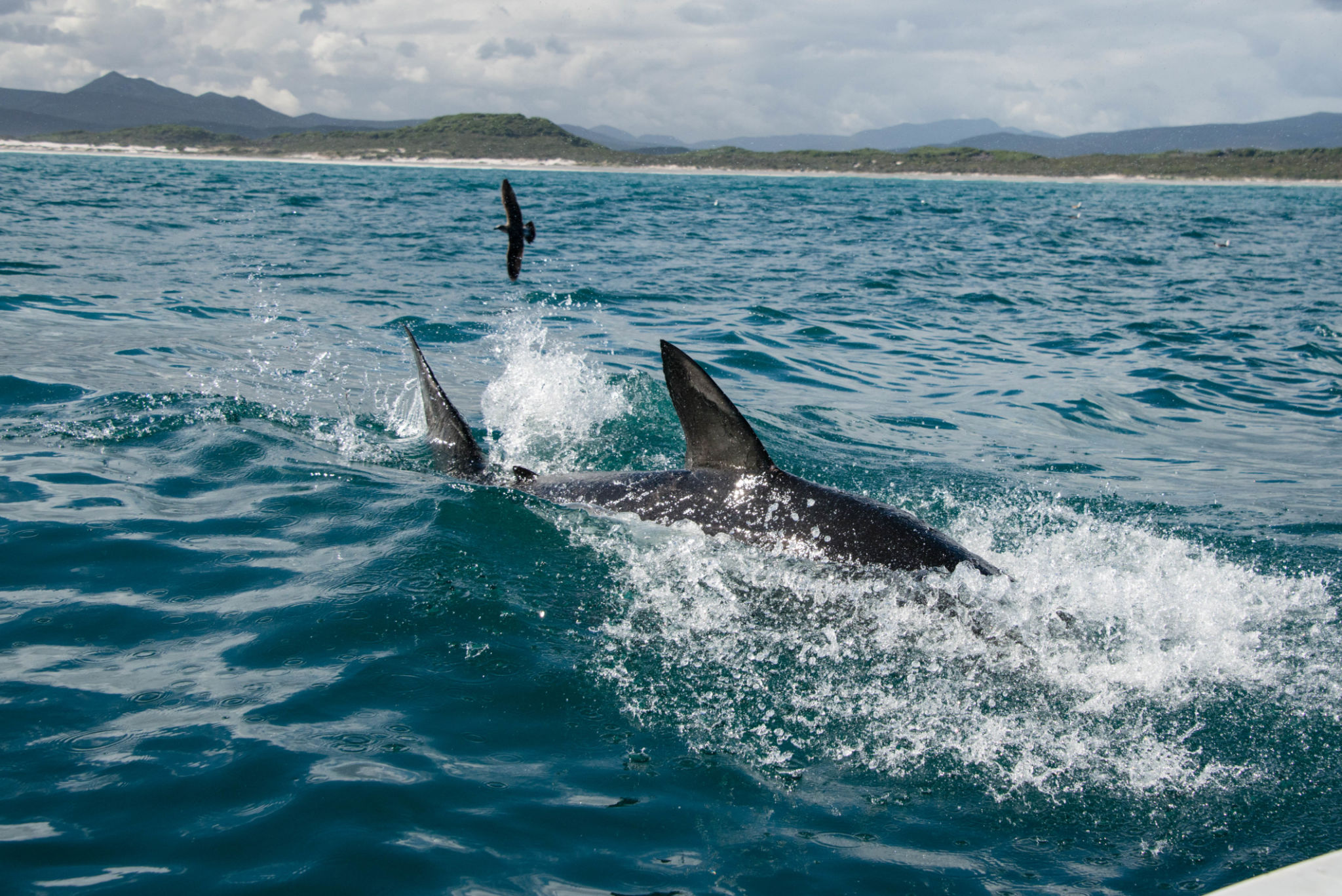 south africa coast wildlife