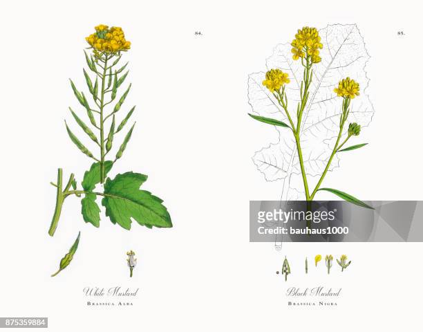 white mustard, brassica alba, victorian botanical illustration, 1863 - bok choy stock illustrations