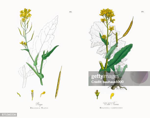 強姦，甘藍型油菜，維多利亞時代的植物插圖，1863 - rutabaga 幅插畫檔、美工圖案、卡通及圖標