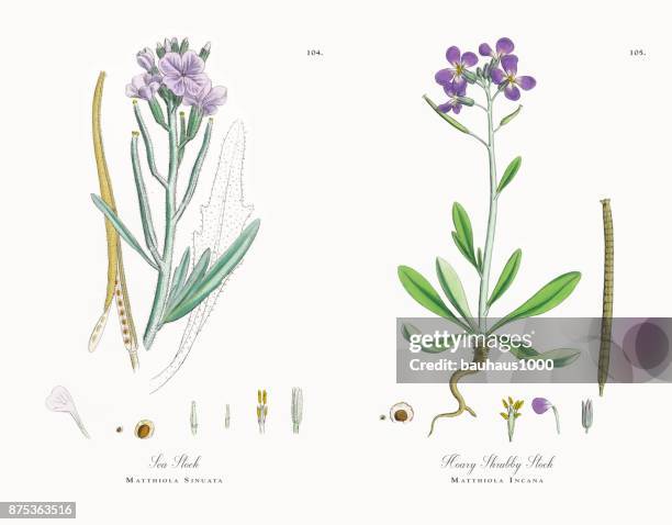 sea stock, matthiola sinuata, victorian botanical illustration, 1863 - matthiola stock illustrations