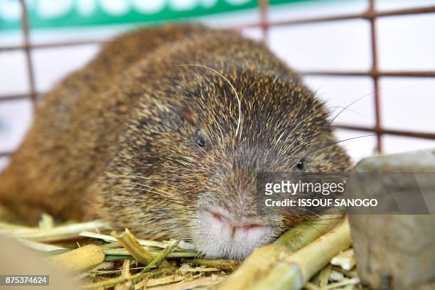 An agouti lies in a cage at the fourth International Exhibition of Agriculture and Animal Resources in Abidjan on November 17, 2017.