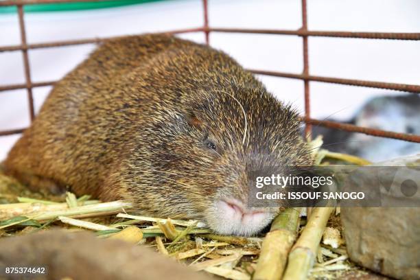 An agouti lies in a cage at the fourth International Exhibition of Agriculture and Animal Resources in Abidjan on November 17, 2017.