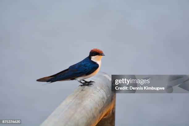 wire-tailed swallow (hirundo smithii). - golondrina colilarga fotografías e imágenes de stock
