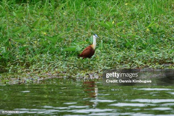 african jacana (actophilornis africanus). - gallito de agua africano fotografías e imágenes de stock