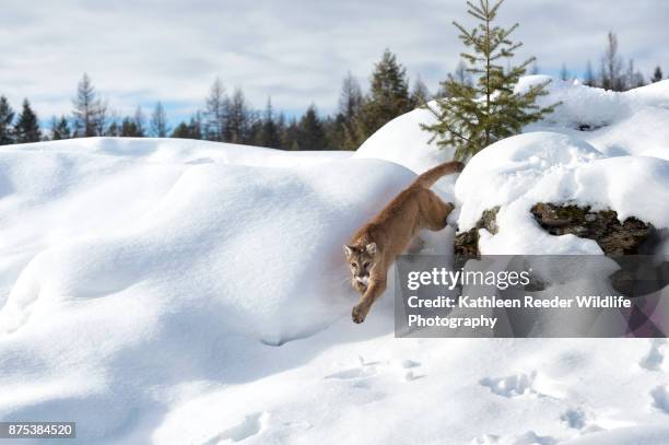 mountain lion in montana - kalispell montana stockfoto's en -beelden