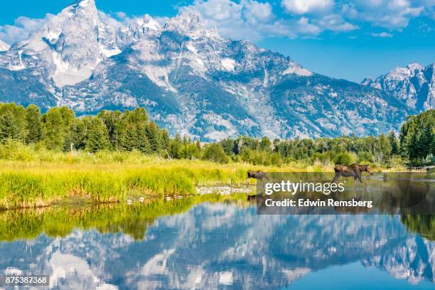 two and teton - white moose stock pictures, royalty-free photos & images