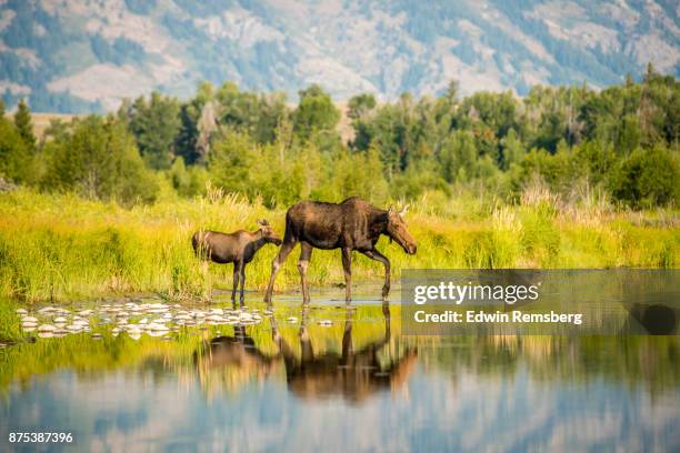 wading pair - white moose stock pictures, royalty-free photos & images