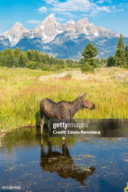 moose and mountain - jackson wyoming foto e immagini stock