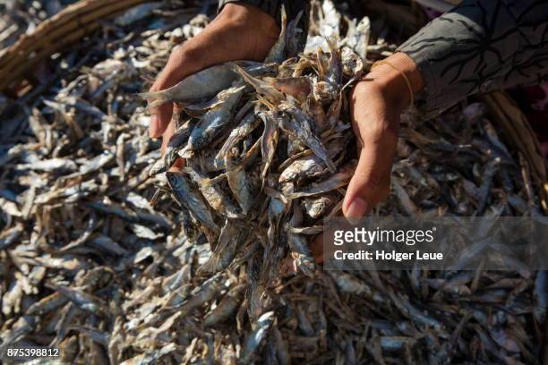 hands hold dried little fish above basket on ngapali beach, ngapali, thandwe, myanmar - dried fish stock pictures, royalty-free photos & images