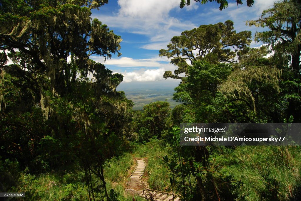 Montane tropical rainforest on the slops of Mount Meru
