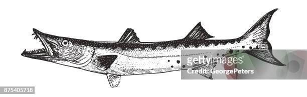 stockillustraties, clipart, cartoons en iconen met het ontdekken van mexico. grote barracuda. - barracuda