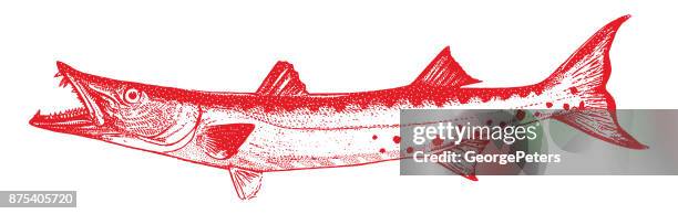 stockillustraties, clipart, cartoons en iconen met het ontdekken van mexico. grote barracuda. - barracuda