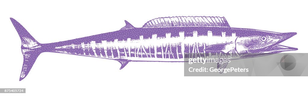 Discovering Mexico. Great Barracuda.