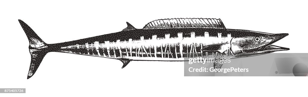 Discovering Mexico. Great Barracuda.