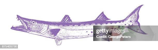 discovering mexico. great barracuda. - barracuda stock illustrations