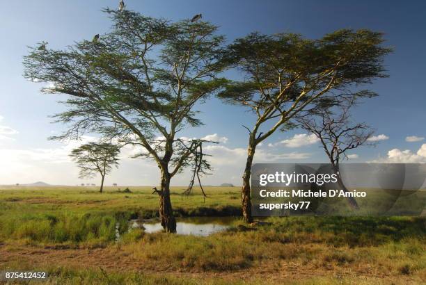 acacia trees with marabou storks in serengeti national park - mount meru stock pictures, royalty-free photos & images