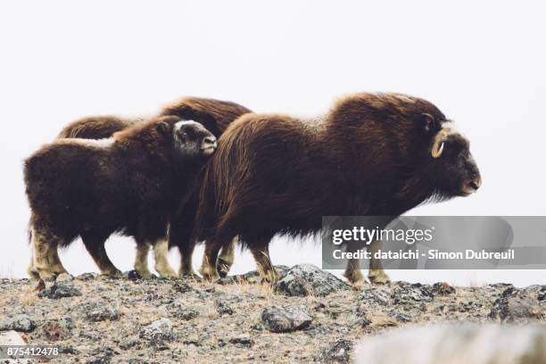 musk oxen family near kangerlussuaq - kangerlussuaq stock pictures, royalty-free photos & images