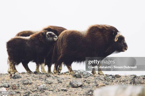 musk oxen family near kangerlussuaq - kangerlussuaq bildbanksfoton och bilder